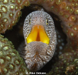 Starry / yellow mouthed moray (l: gymnothorax nudivomer) by Mike Dickson 
